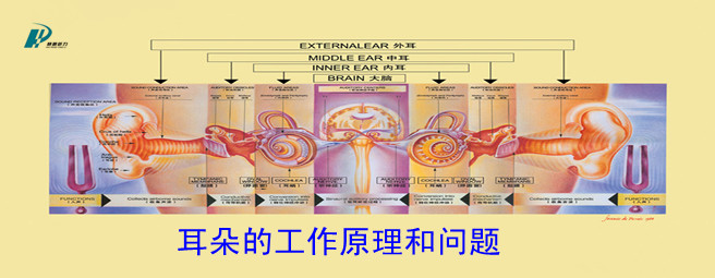 【视频】耳朵的工作原理、常见问题和听力康复